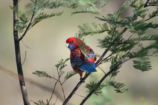 crimson rosella, nature, parrot, branch, perched, platycercus elegans, bird, animal, wildlife, feathers, plumage, wild, native, perching, australia, birdwatching. Auditing where a native campaign actually appeared