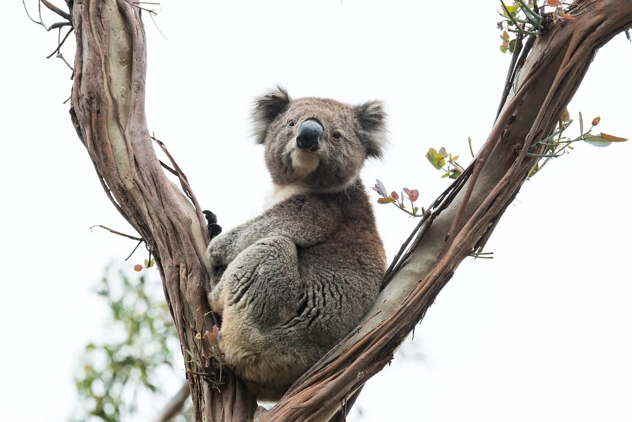 koala, marsupial, animal, wildlife photography, animal world, australia, wildlife, australian, nature, wild, tree, gumtree, fur, sitting, koala, koala, koala, koala, koala, australia, australia