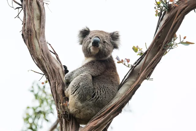 koala, marsupial, animal, wildlife photography, animal world, australia, wildlife, australian, nature, wild, tree, gumtree, fur, sitting, koala, koala, koala, koala, koala, australia, australia. Native campaign targeting
